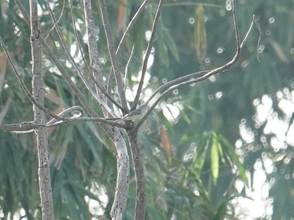 セアカスズメ - ML647823452