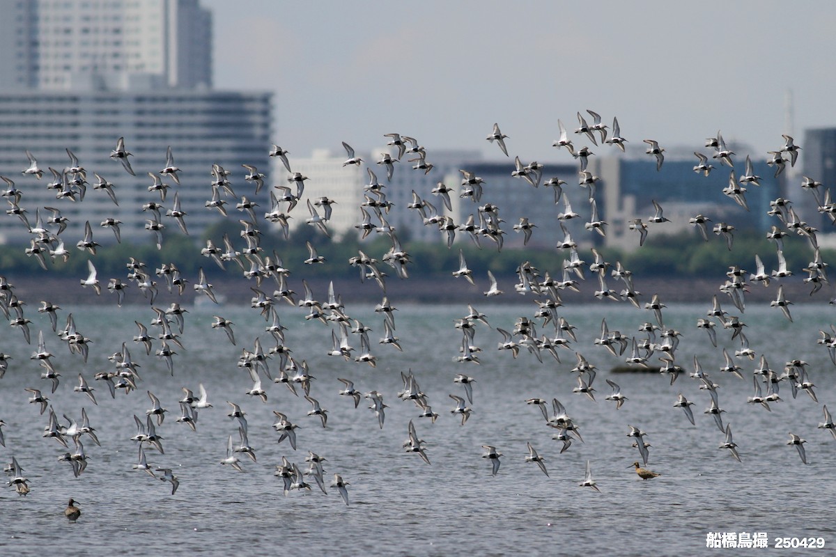 Bar-tailed Godwit - ML647823482