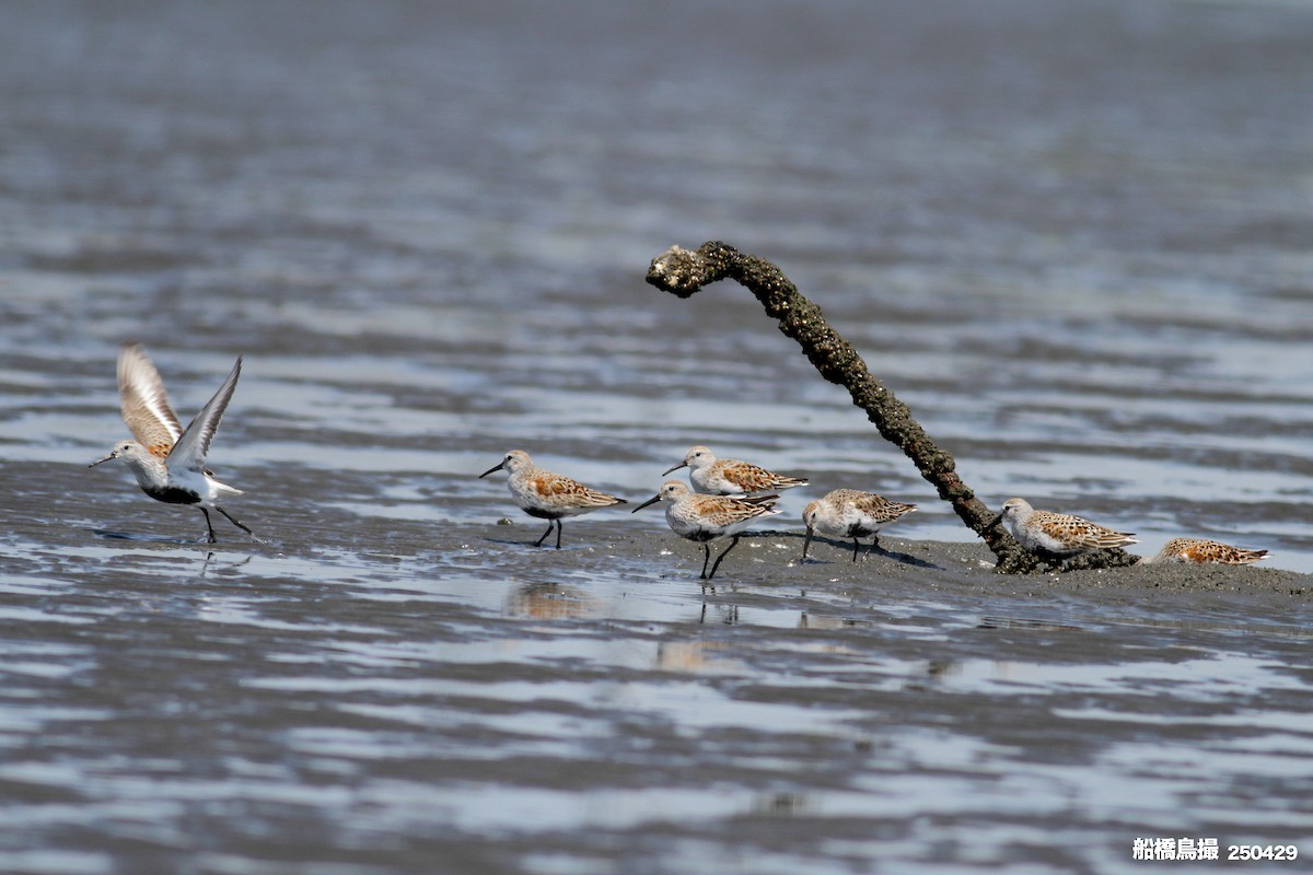 Dunlin - ML647823486