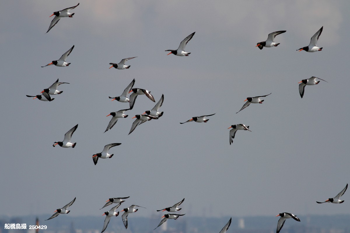 Eurasian Oystercatcher - ML647823496