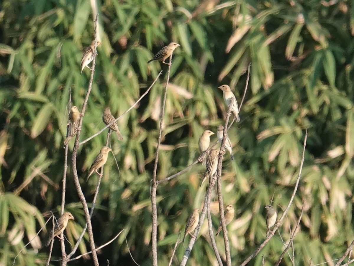 Asian Golden Weaver - ML647823506