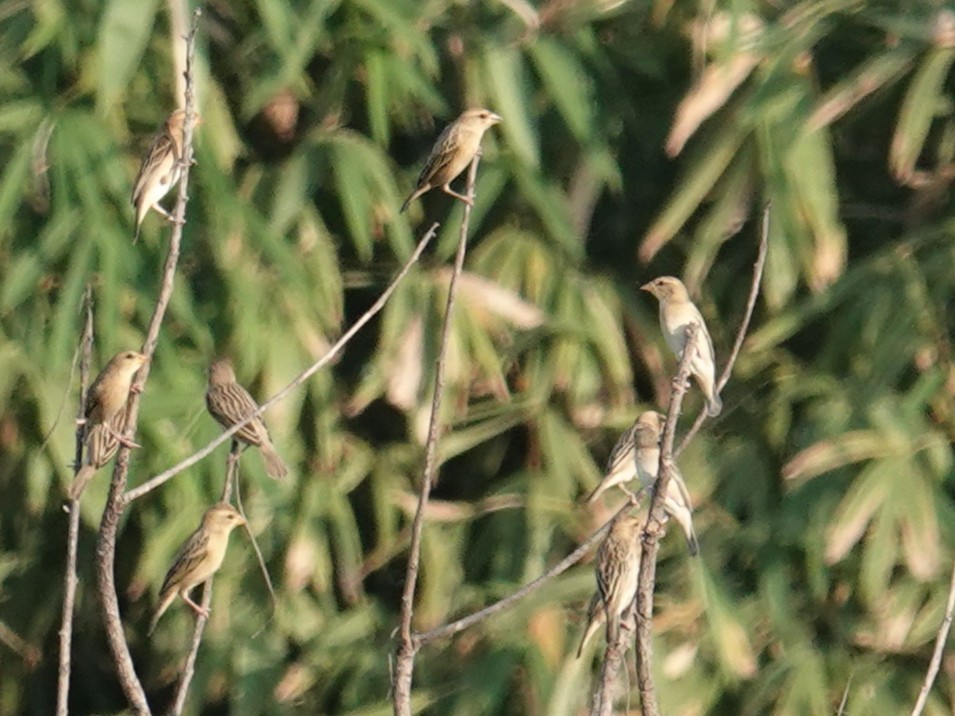 Asian Golden Weaver - ML647823507