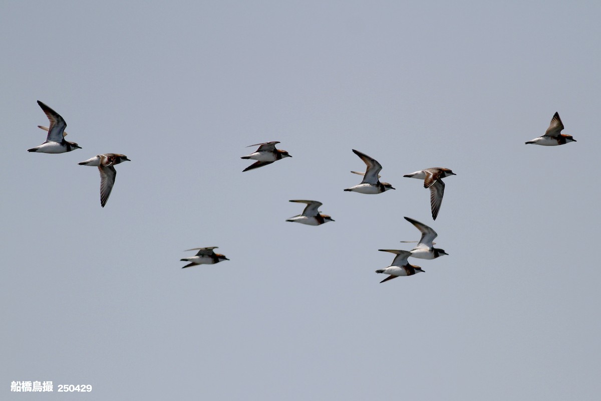 Siberian Sand-Plover - ML647823508
