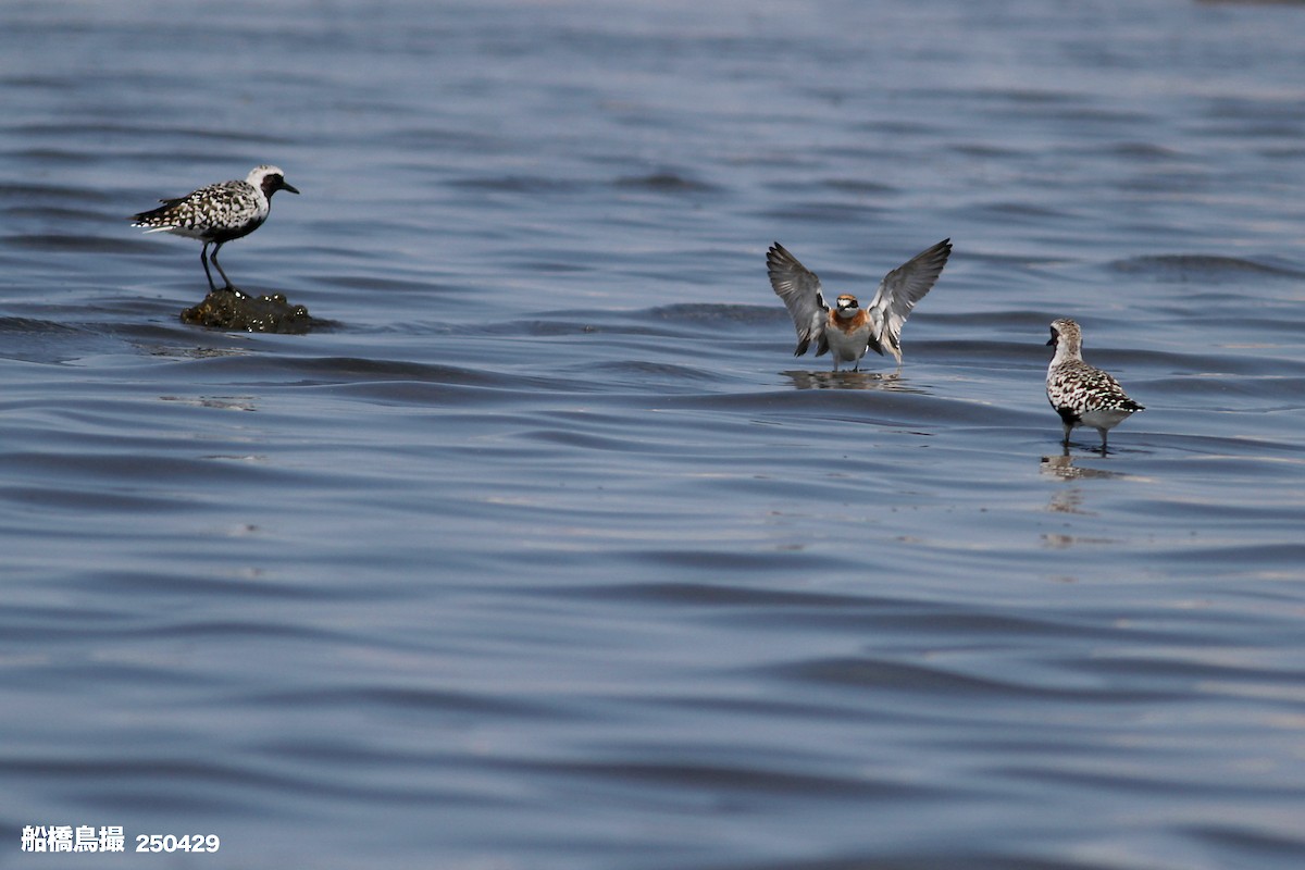 Siberian Sand-Plover - ML647823512