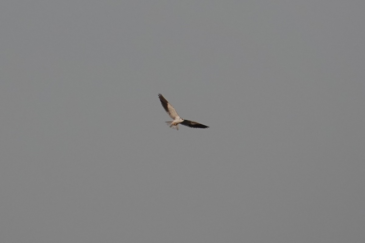 Black-winged Kite - ML647823519