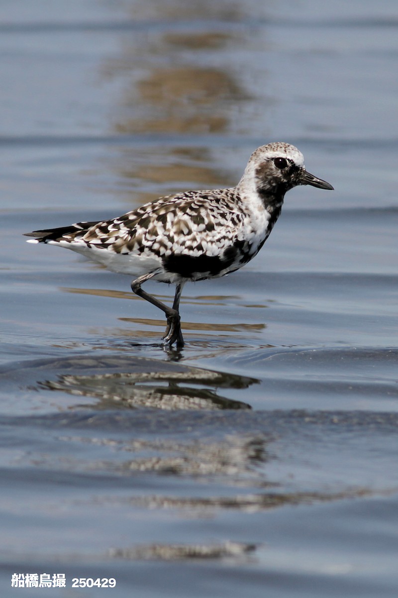 Black-bellied Plover - ML647823520