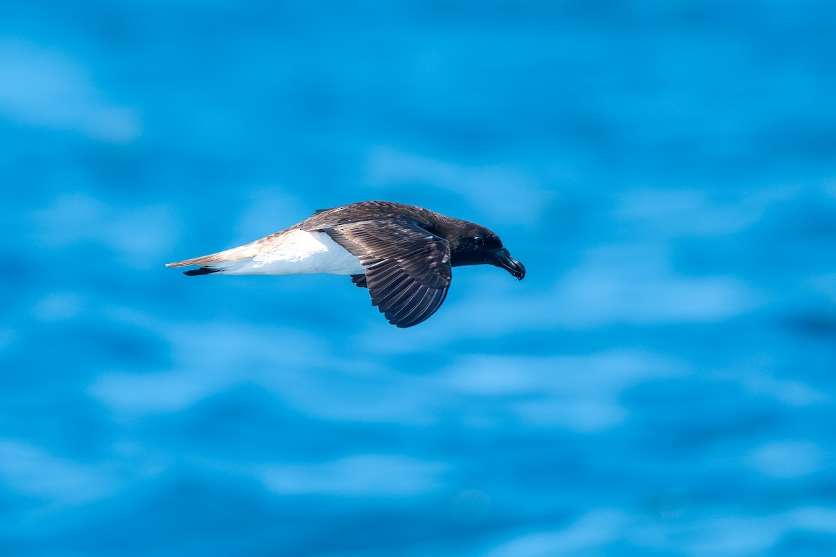 Tahiti Petrel - ML647823532