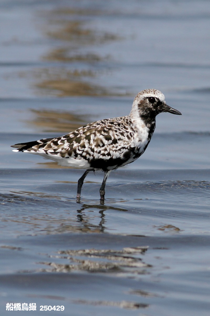 Black-bellied Plover - ML647823537