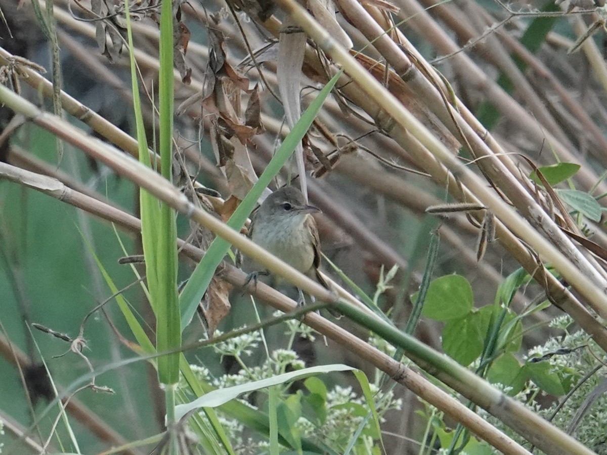Oriental Reed Warbler - ML647823538