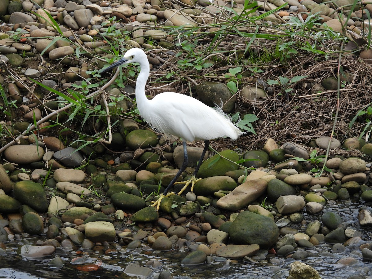 Little Egret - ML647823539