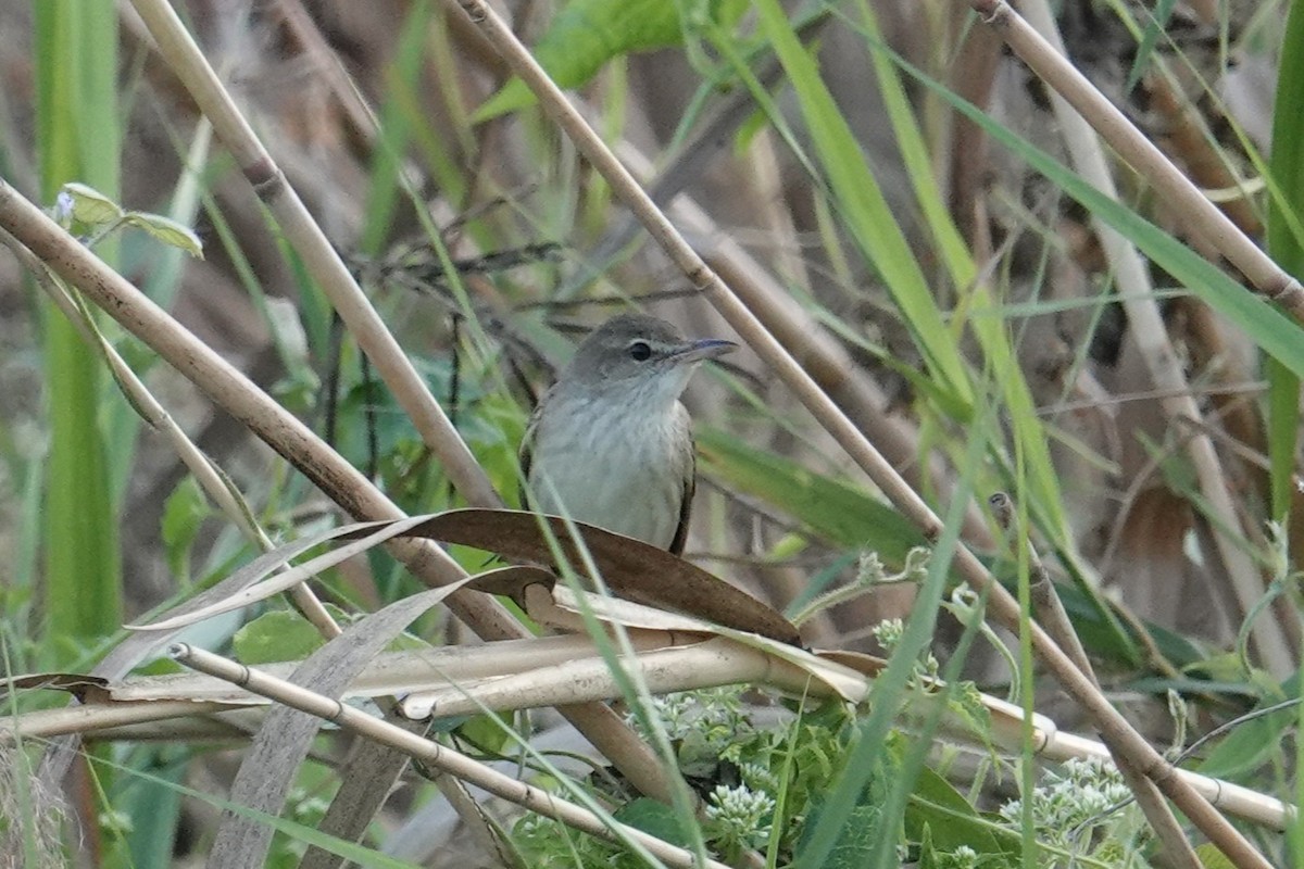 Oriental Reed Warbler - ML647823540