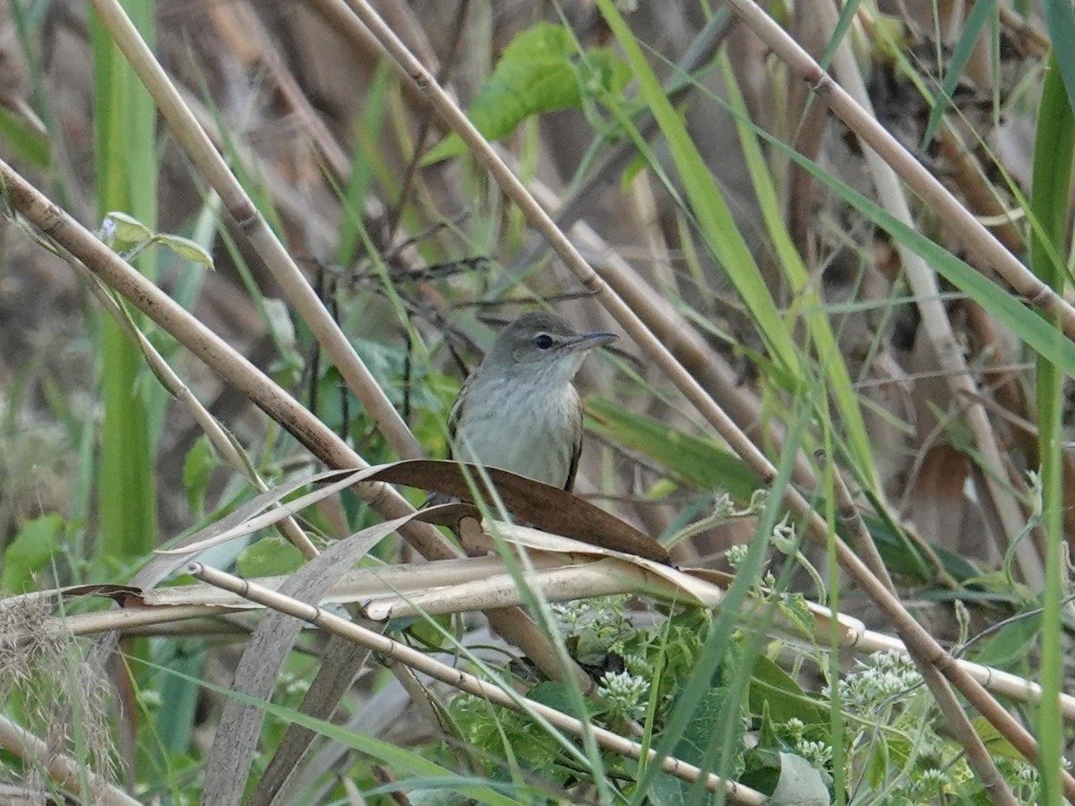Oriental Reed Warbler - ML647823541