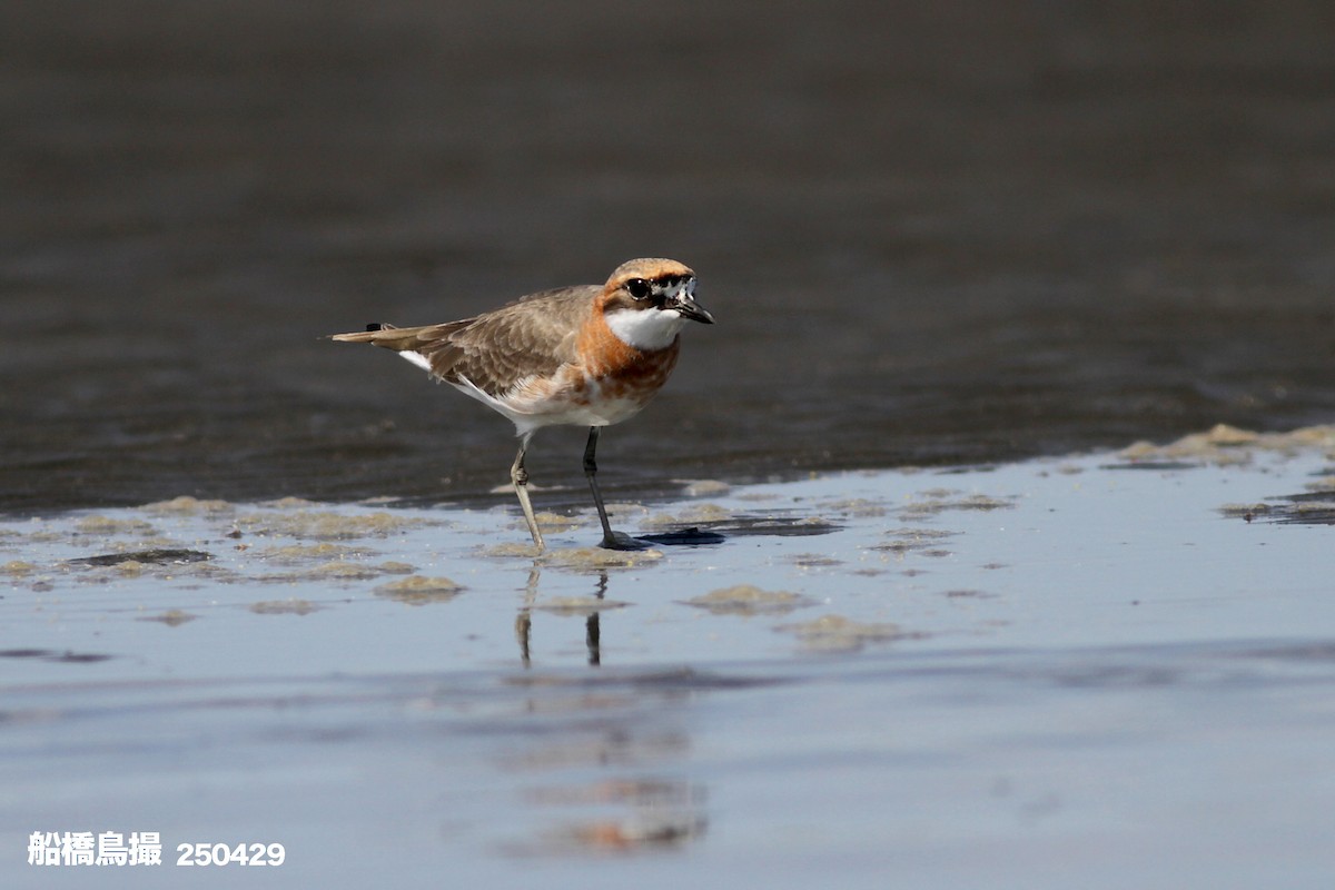 Siberian Sand-Plover - ML647823542