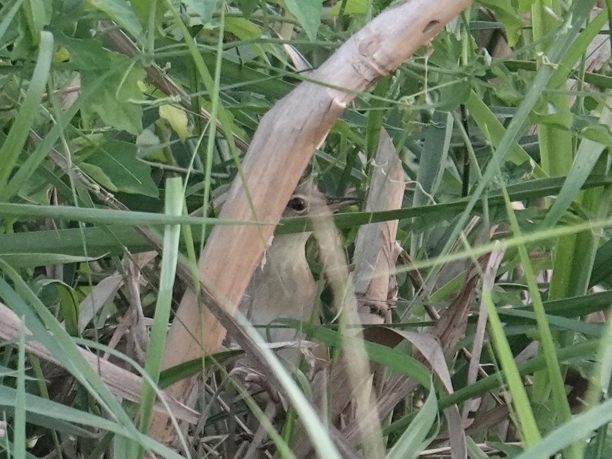 Pallas's Grasshopper Warbler - ML647823544