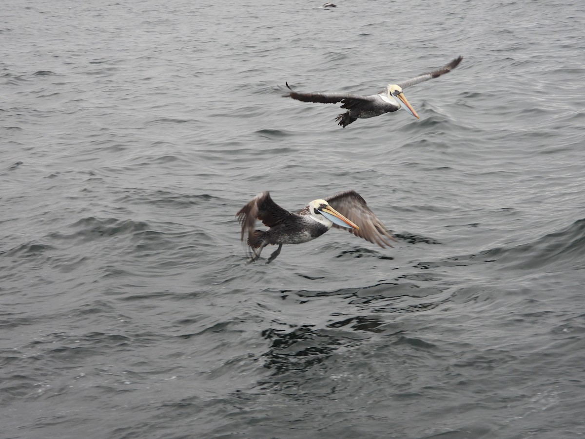 Peruvian Pelican - ML647823545