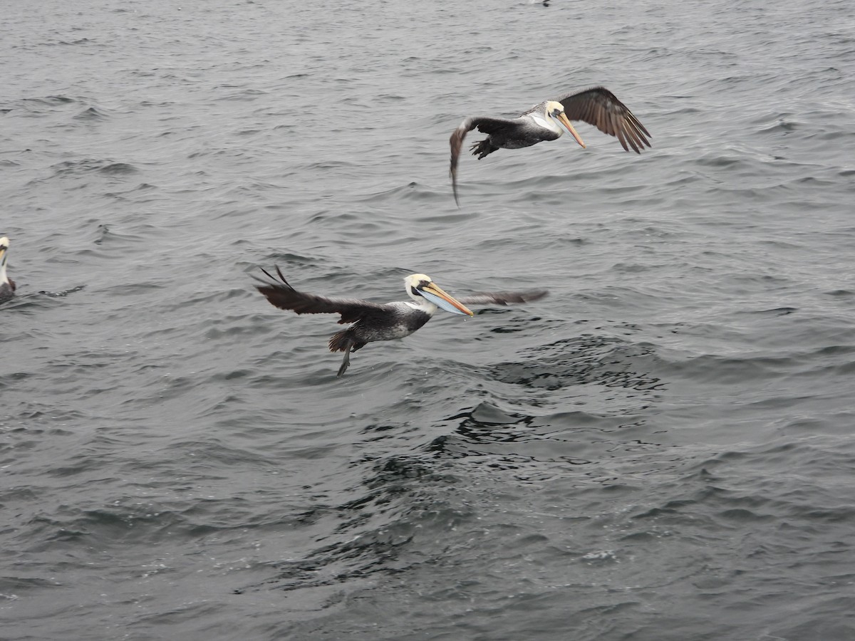 Peruvian Pelican - ML647823546