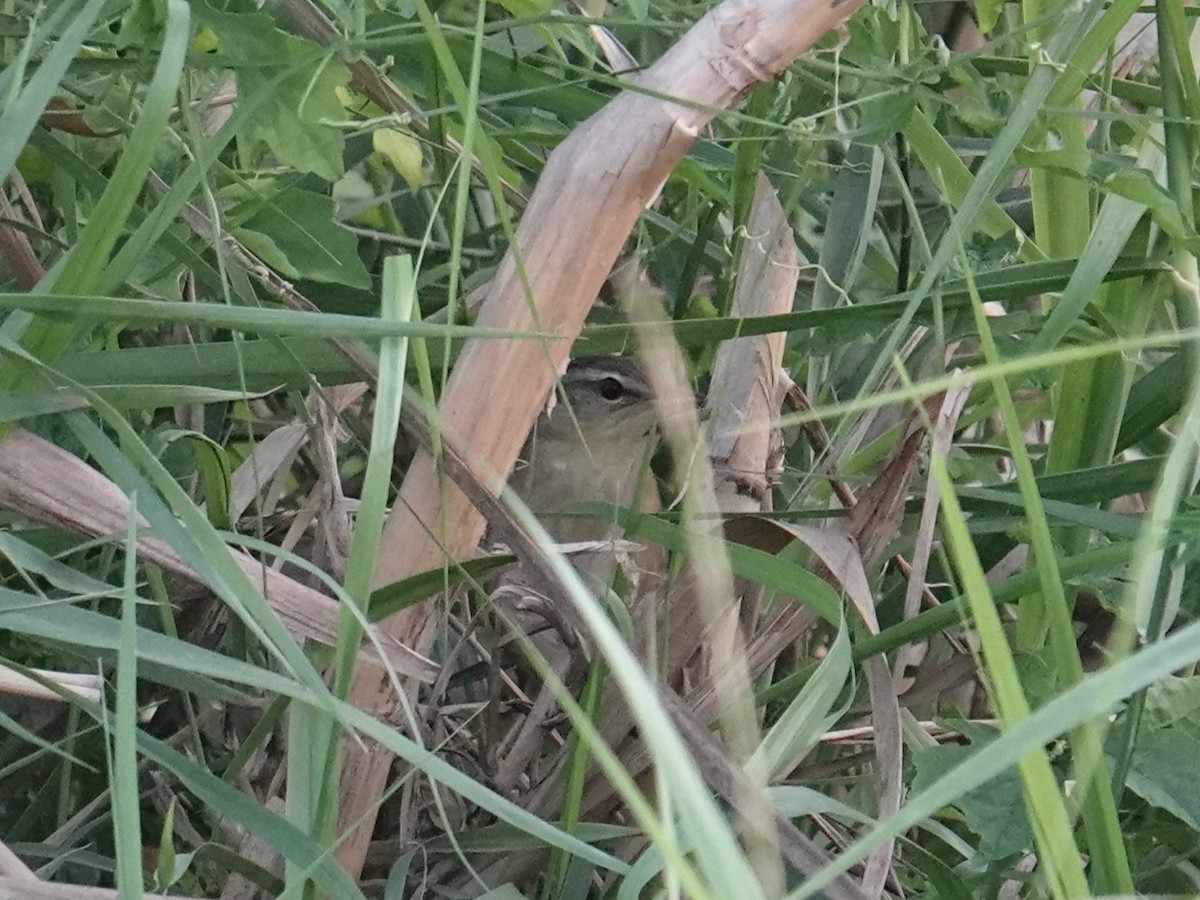 Pallas's Grasshopper Warbler - ML647823547