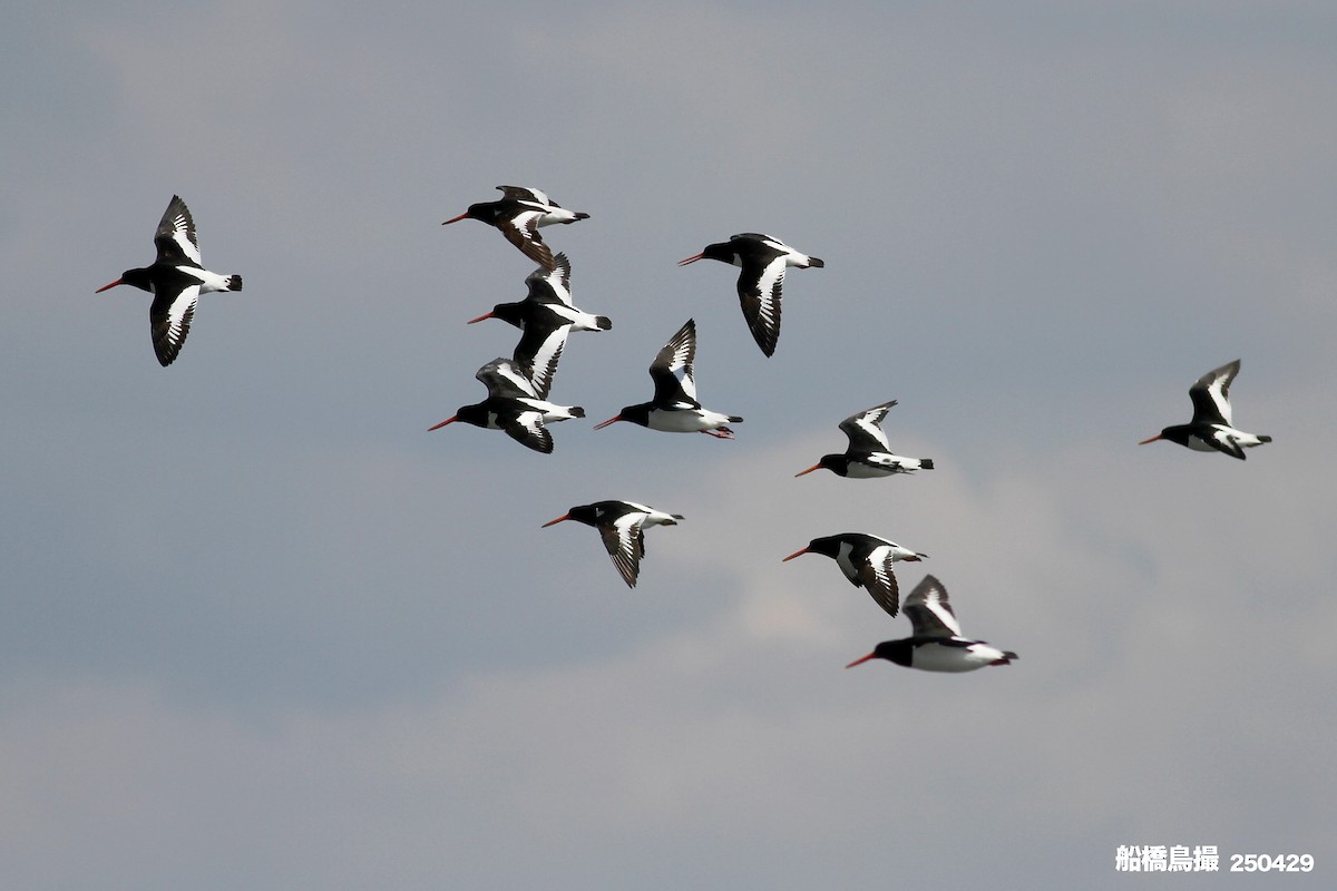 Eurasian Oystercatcher - ML647823549