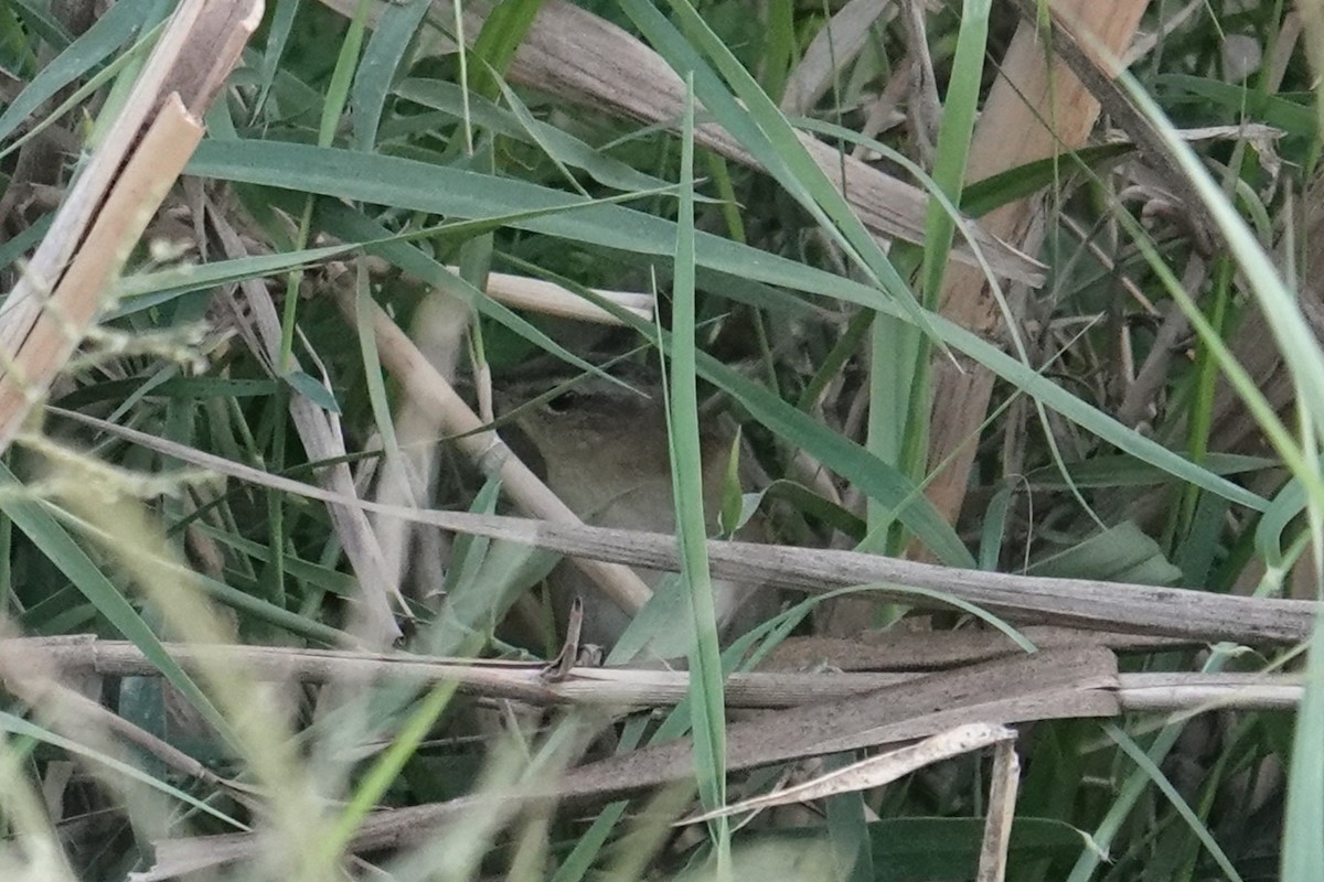 Pallas's Grasshopper Warbler - ML647823550