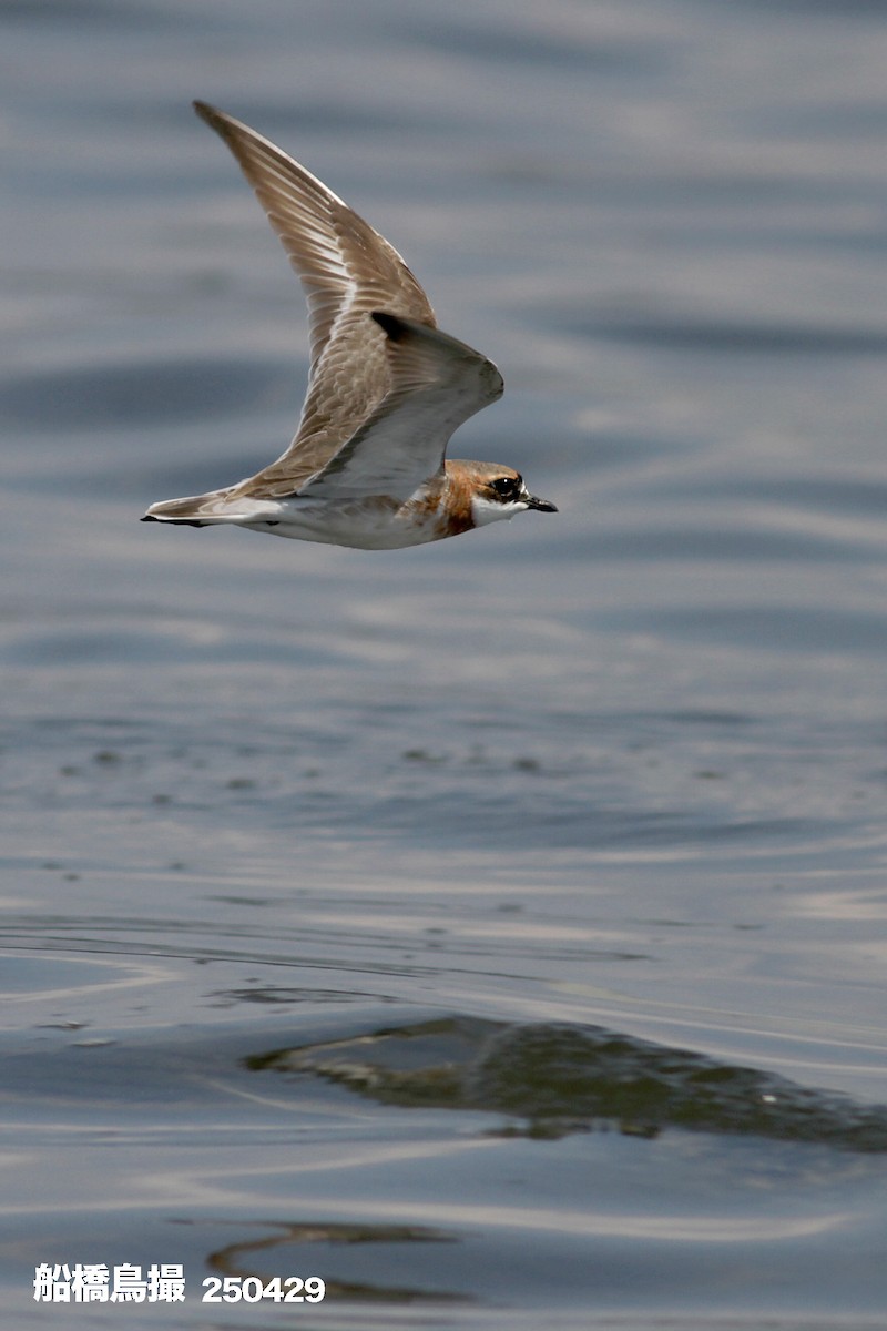 Siberian Sand-Plover - ML647823551