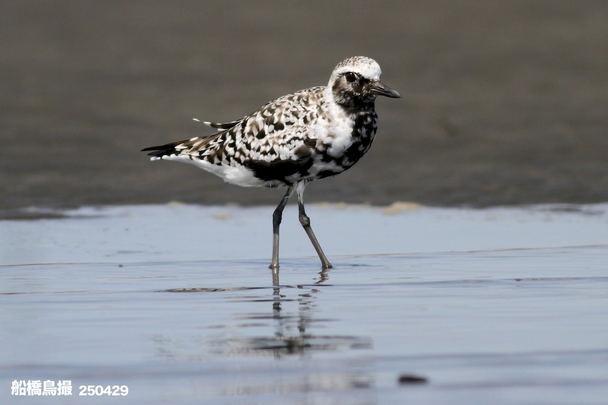 Black-bellied Plover - ML647823554