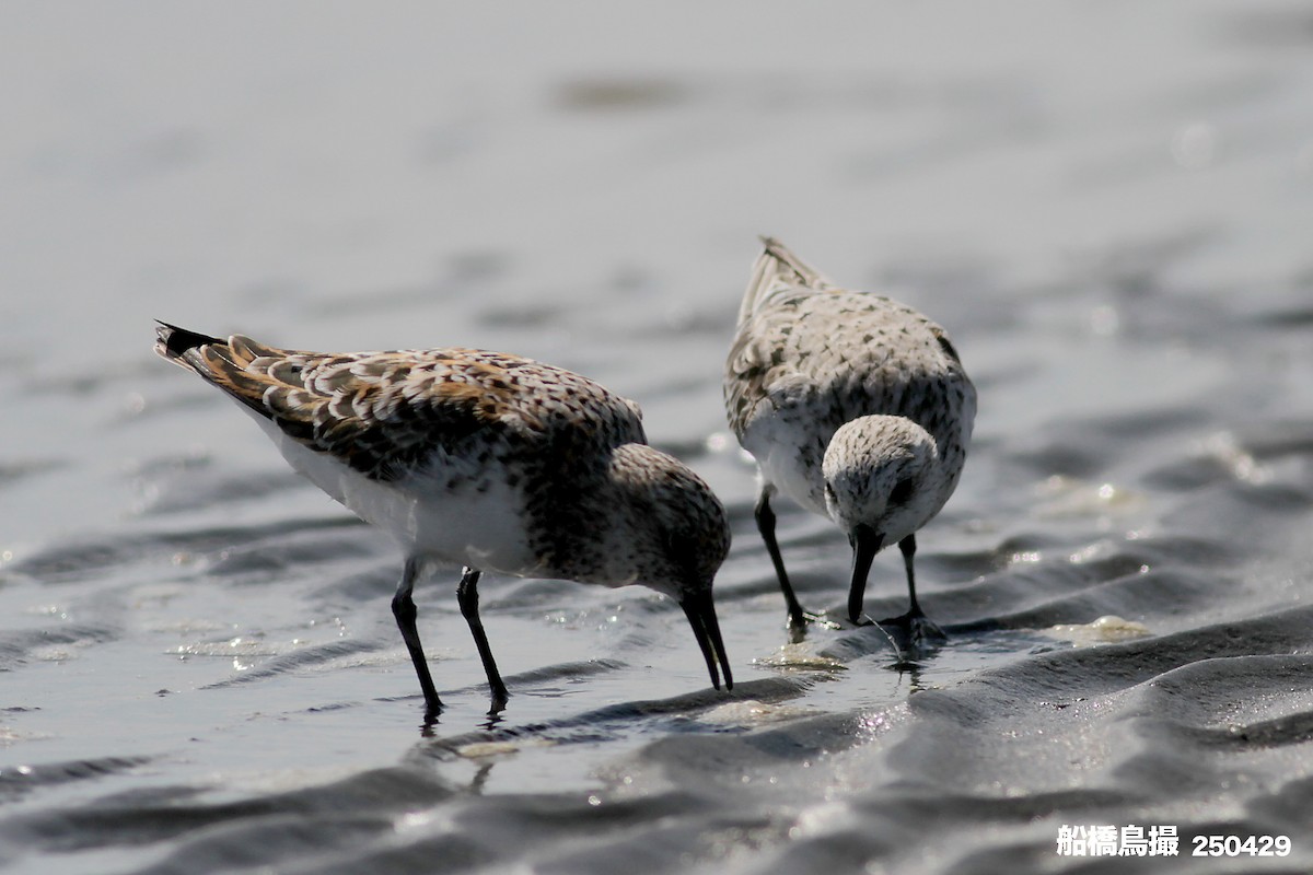 Sanderling - ML647823562