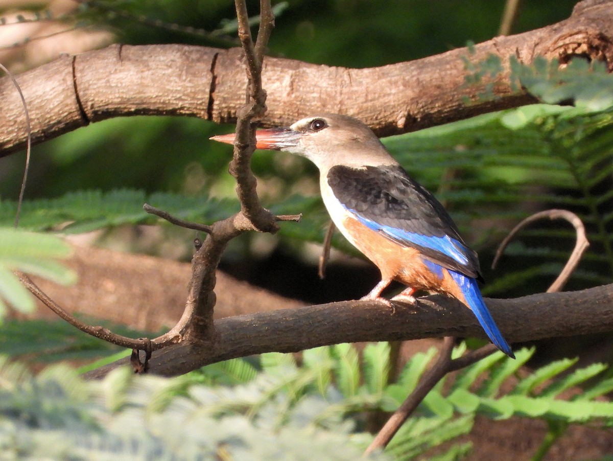 Gray-headed Kingfisher - ML647823563