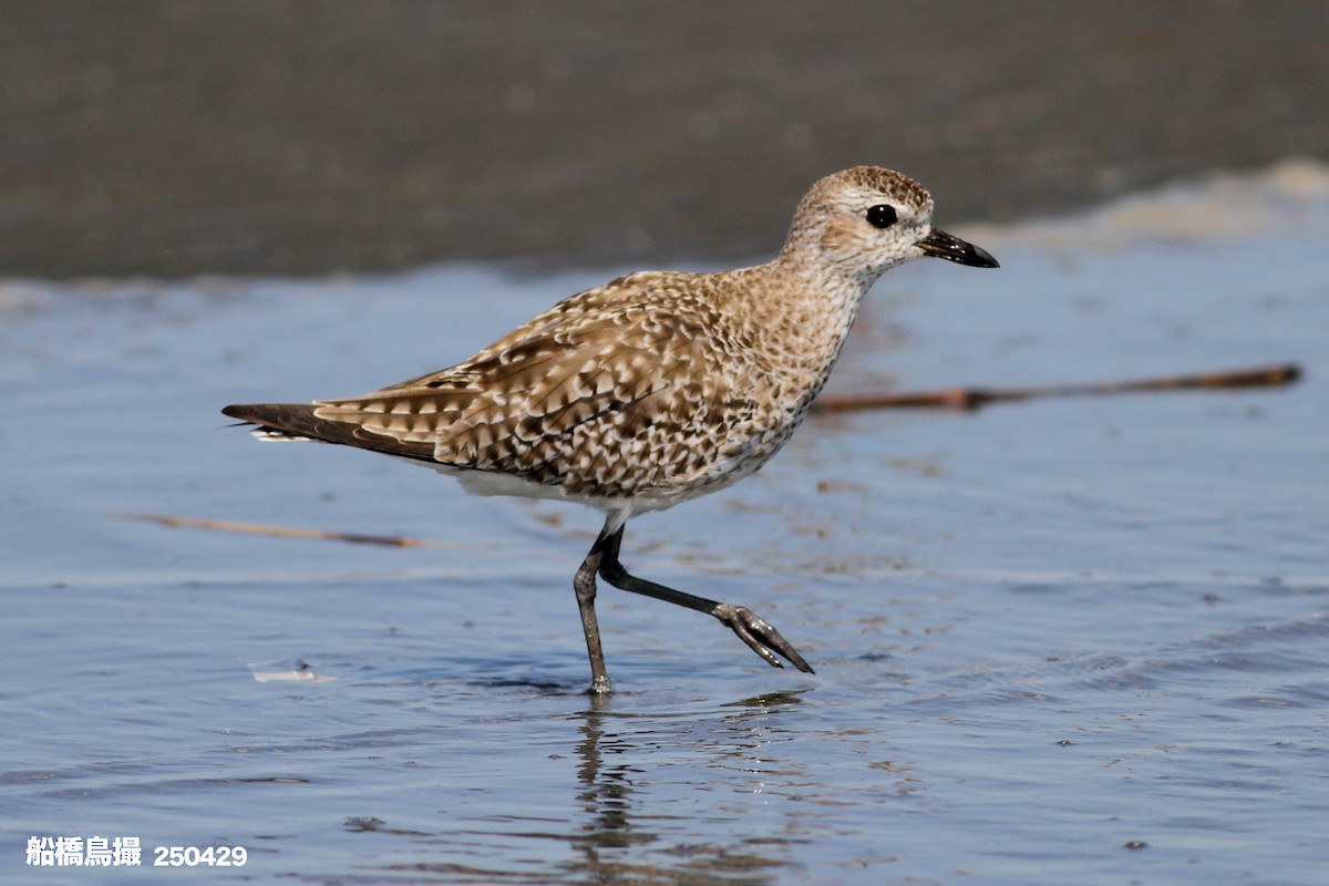 Black-bellied Plover - ML647823564