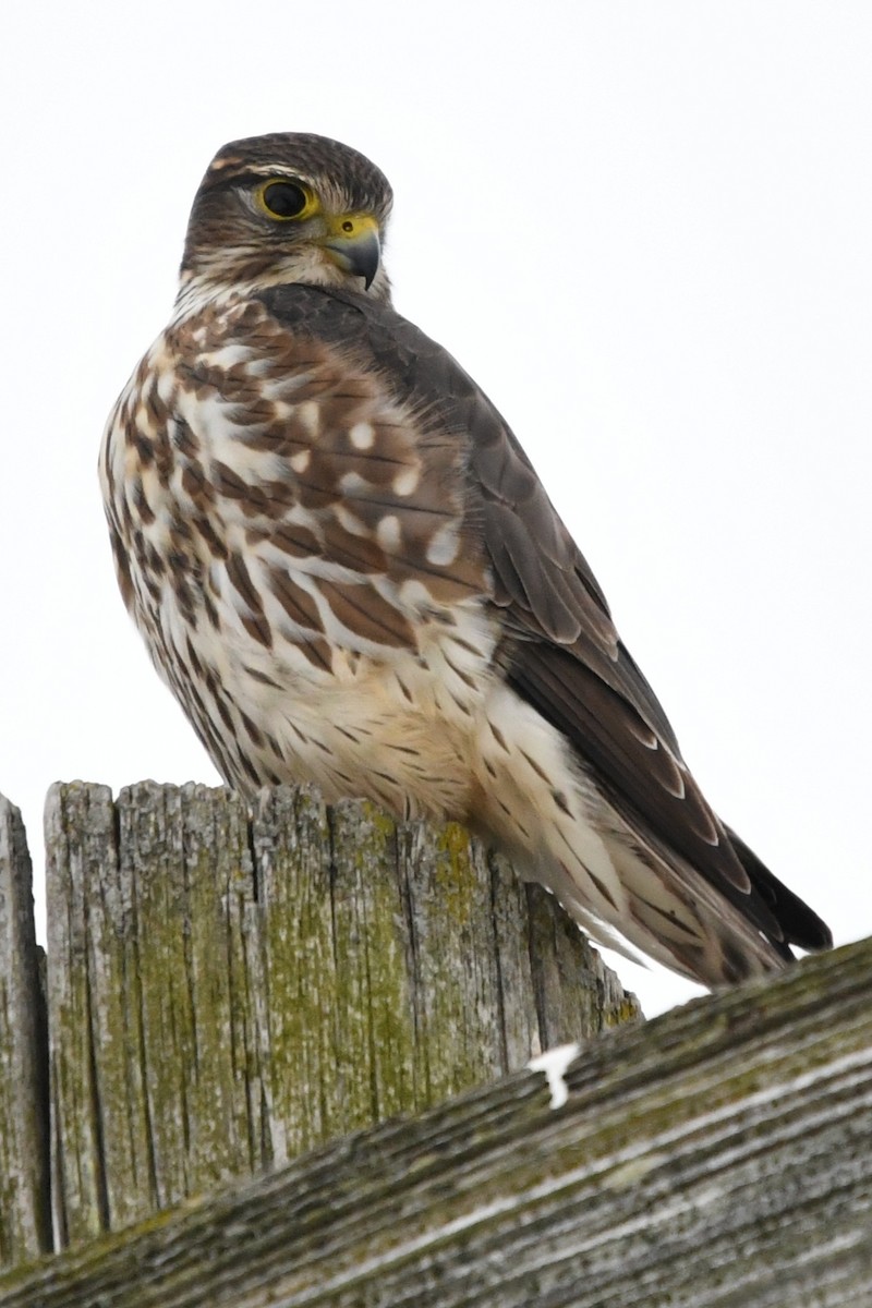 Merlin (Taiga) - ML647823576