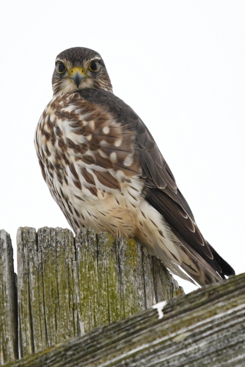 Merlin (Taiga) - ML647823577