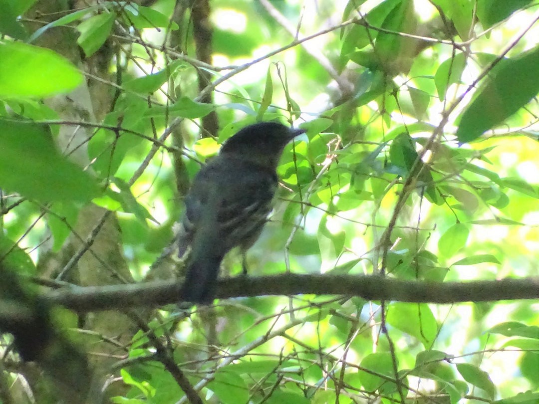 White-winged Becard - ML647823578