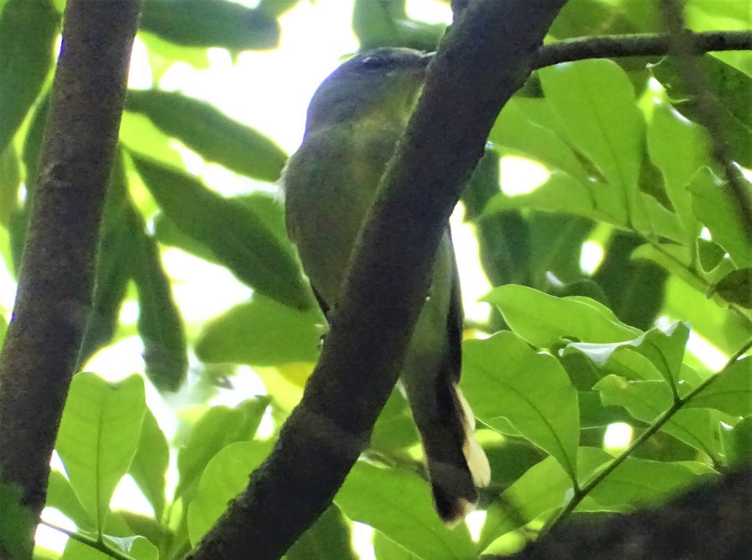 White-winged Becard - ML647823579