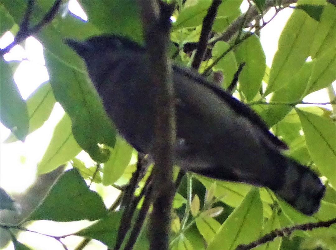 White-winged Becard - ML647823580