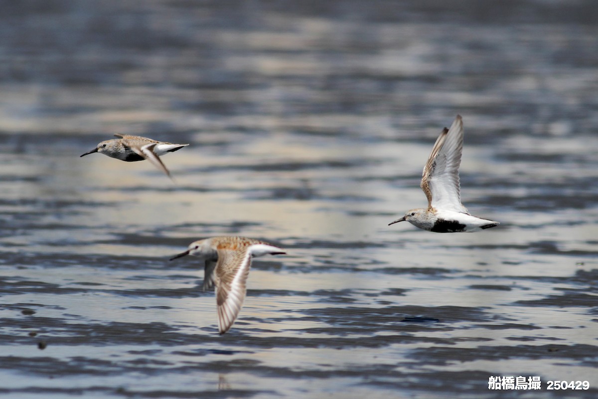 Dunlin - ML647823584