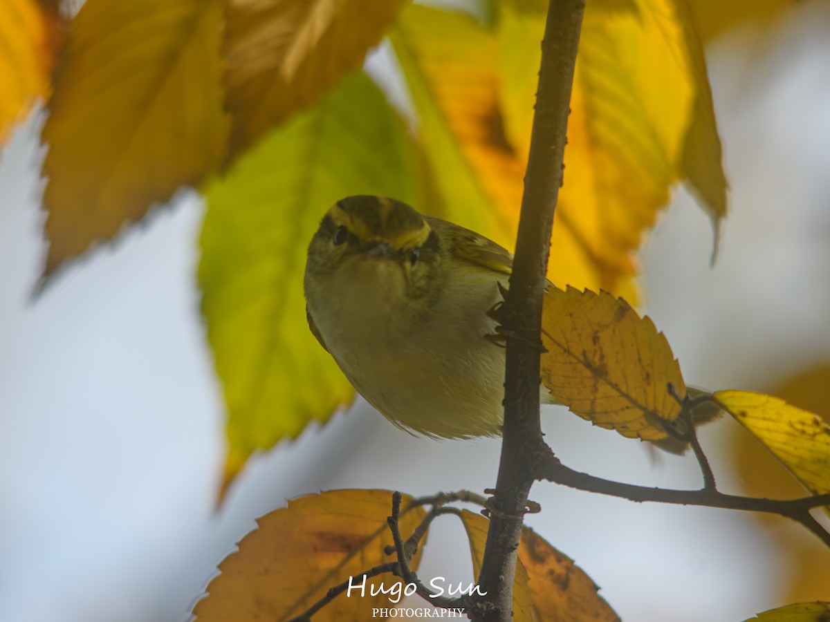 Pallas's Leaf Warbler - ML647823586