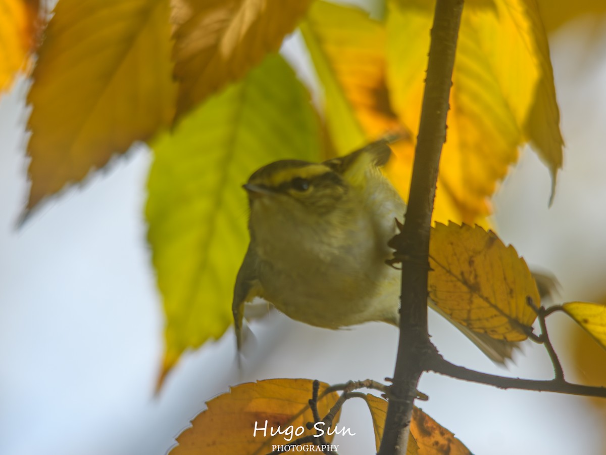 Pallas's Leaf Warbler - ML647823587