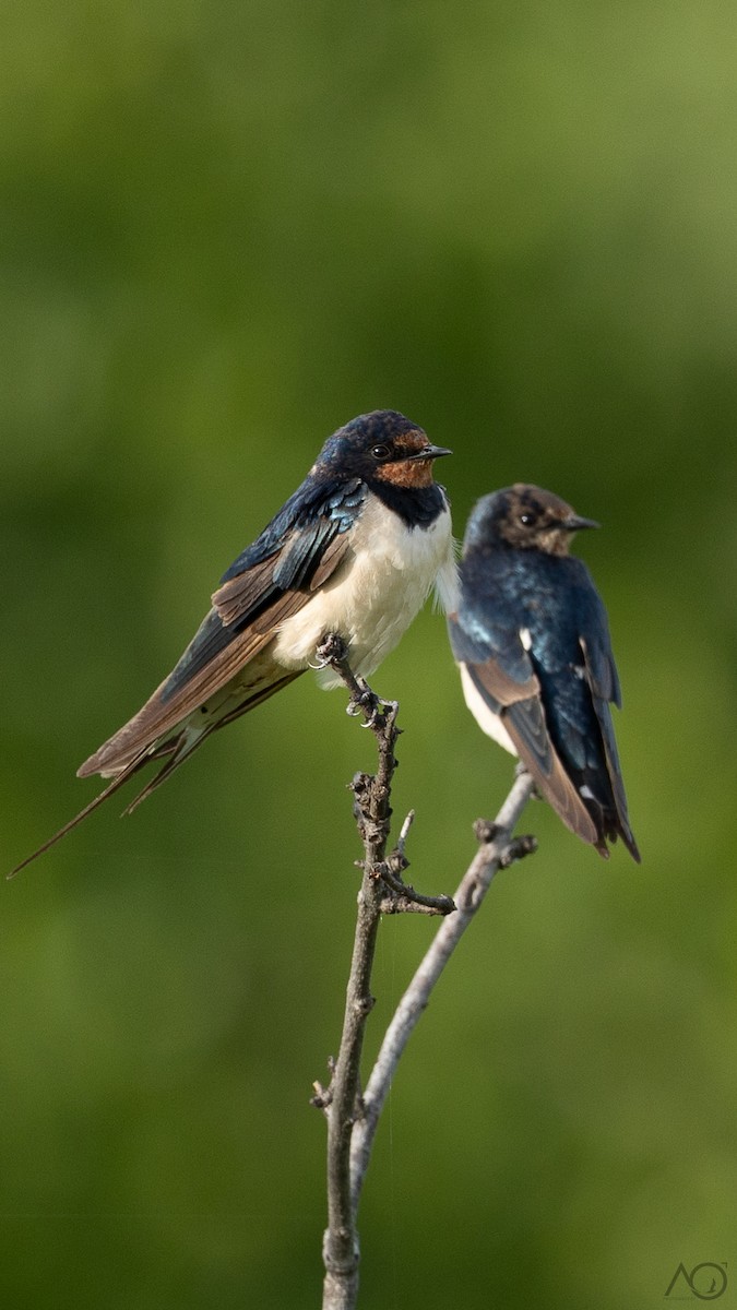 Barn Swallow - ML647823588