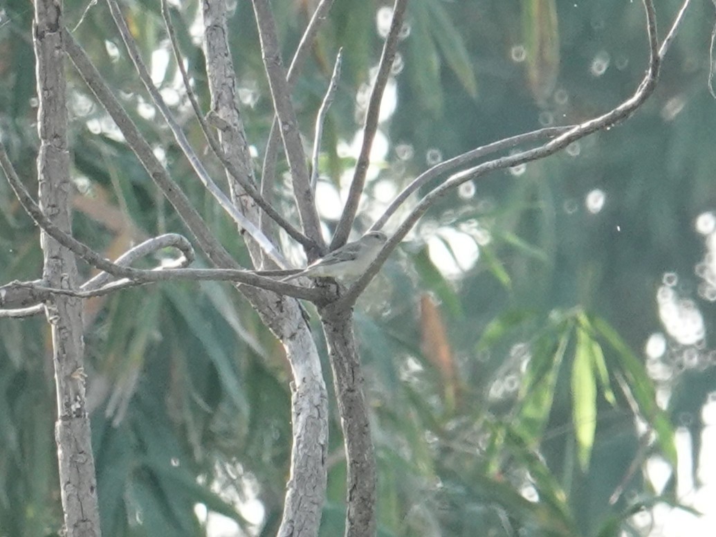 セアカスズメ - ML647823589