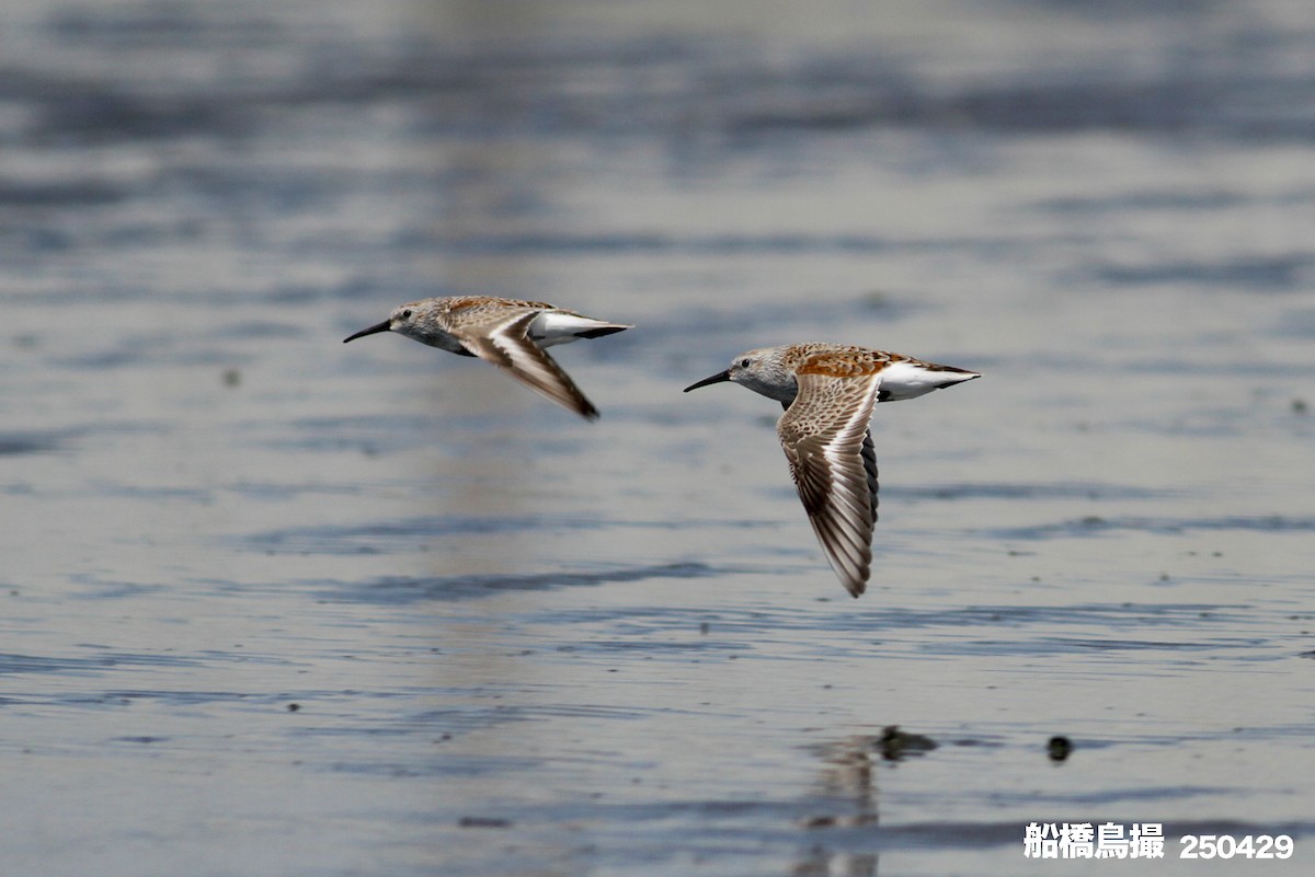 Dunlin - ML647823590