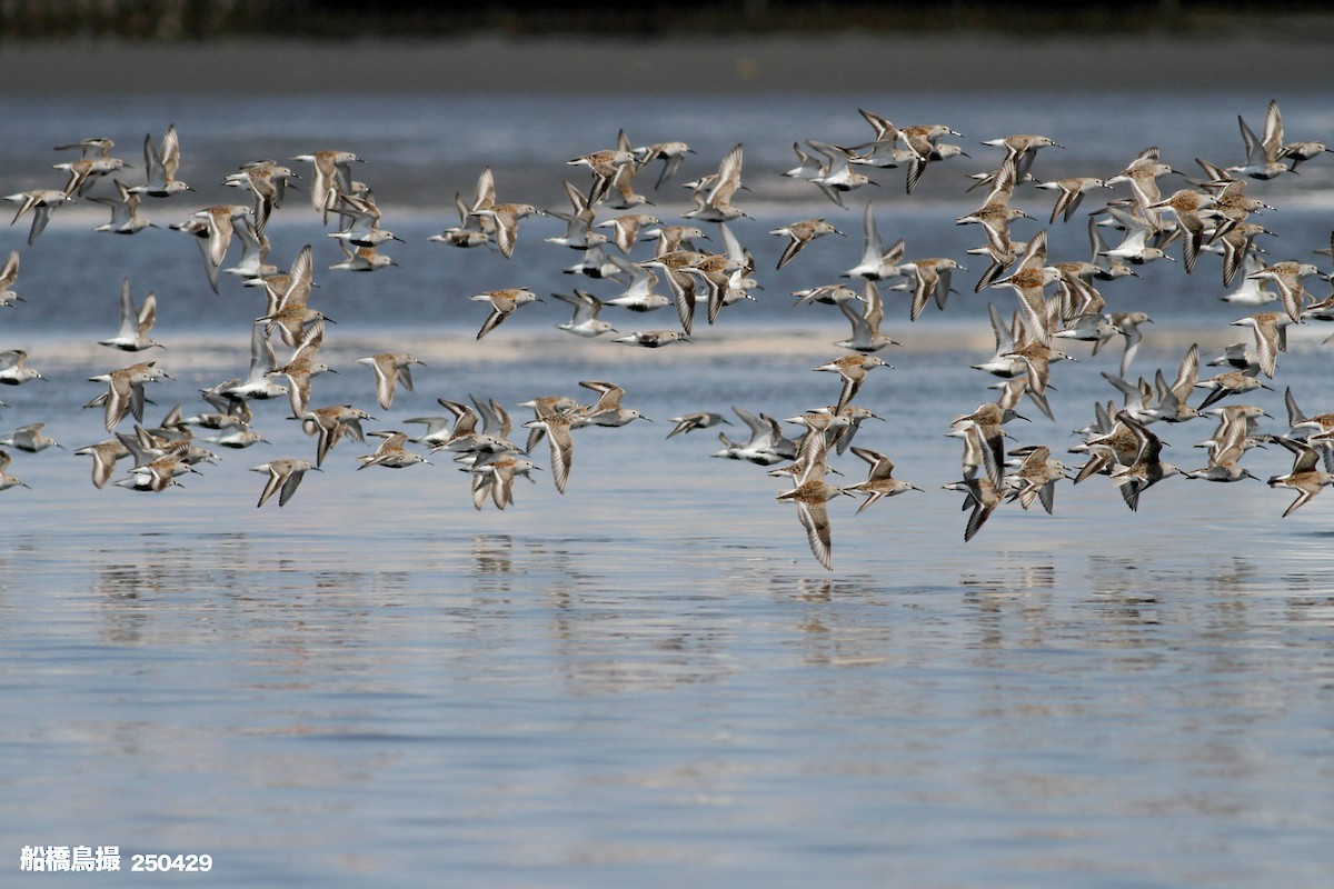 Dunlin - ML647823596