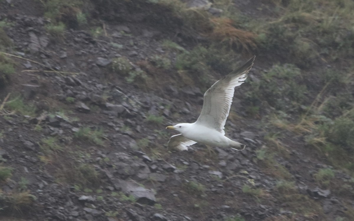 蒙古銀鷗 - ML647823601