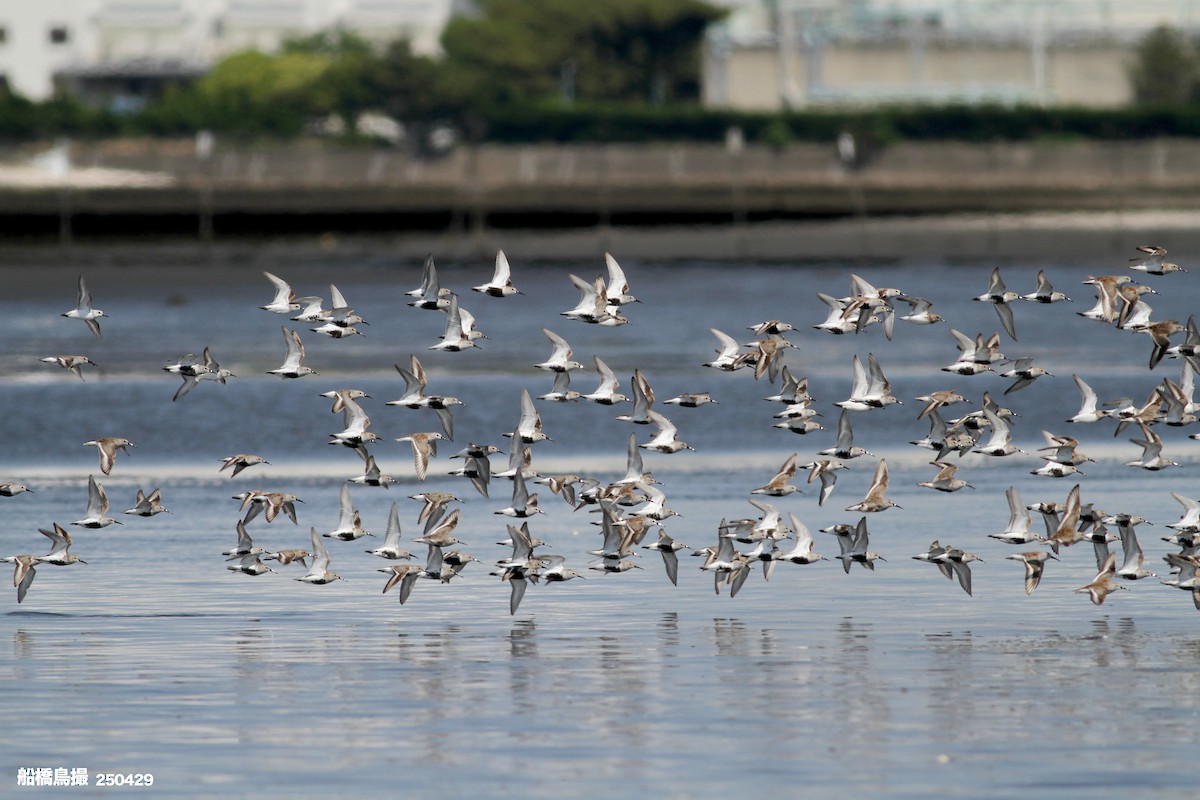 Sanderling - ML647823602