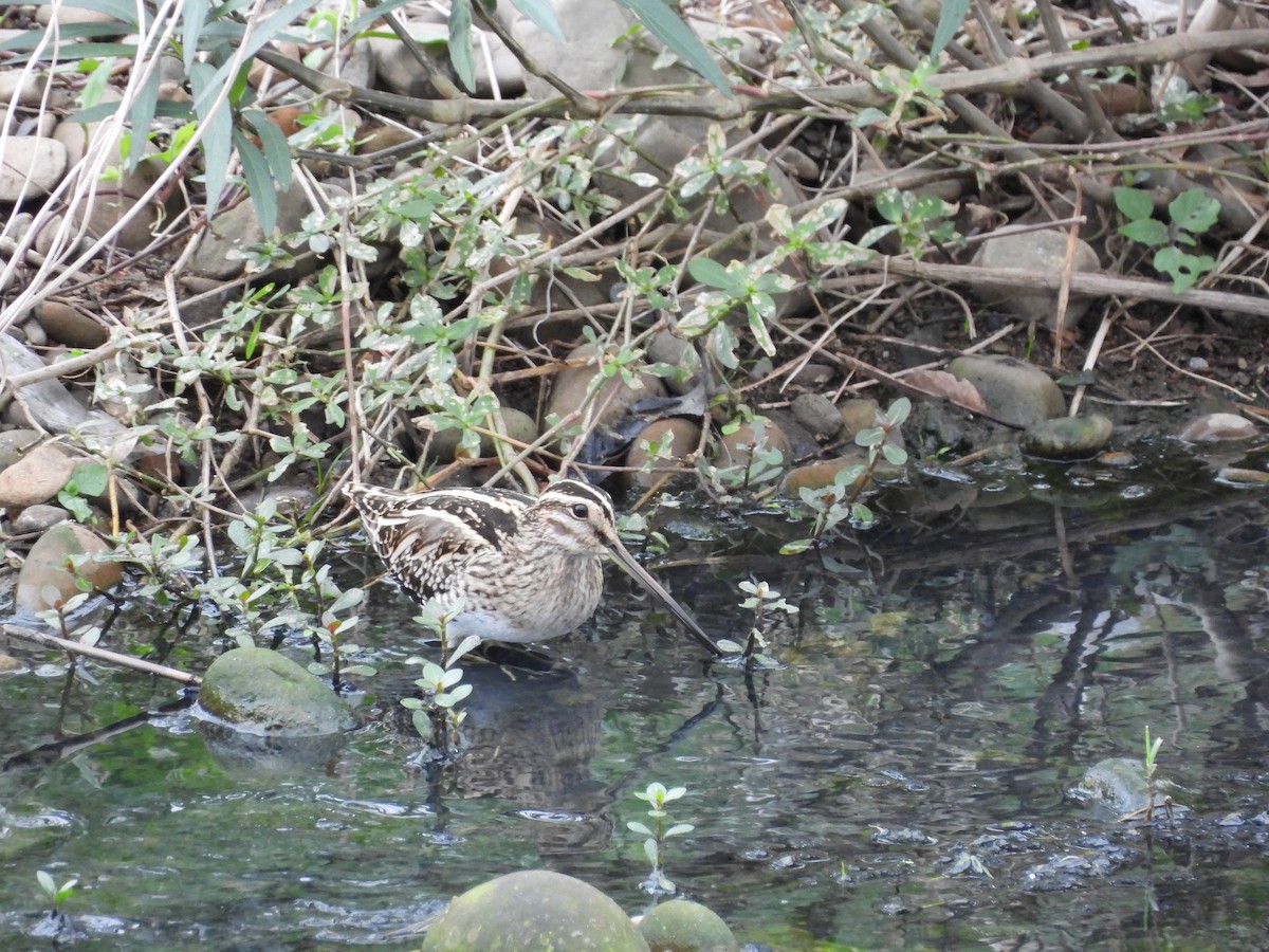 חרטומית ביצות - ML647823699