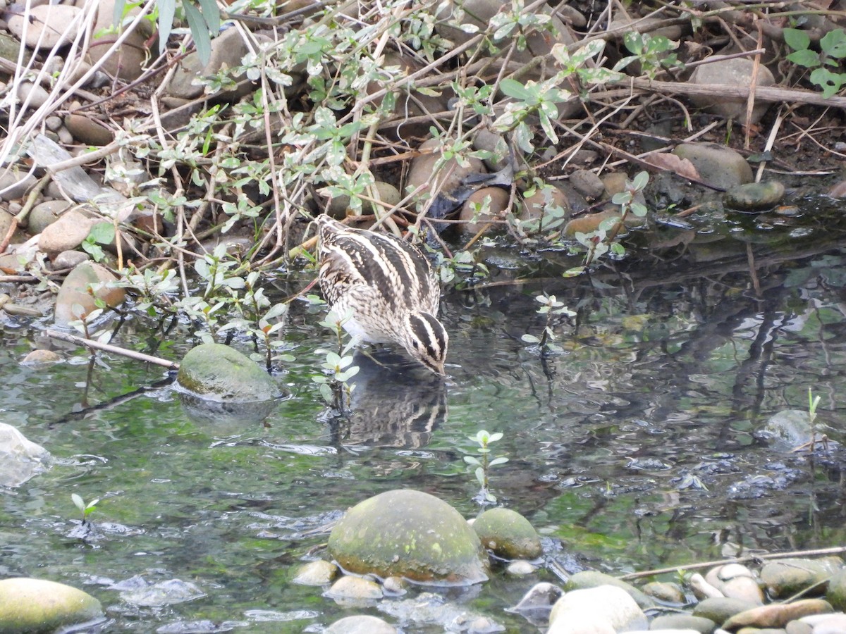 חרטומית ביצות - ML647823700