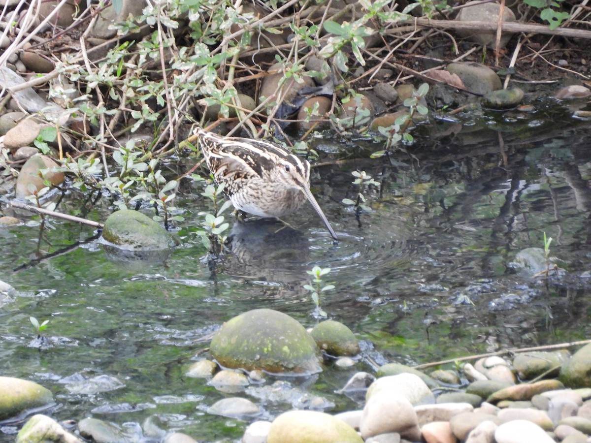 חרטומית ביצות - ML647823701