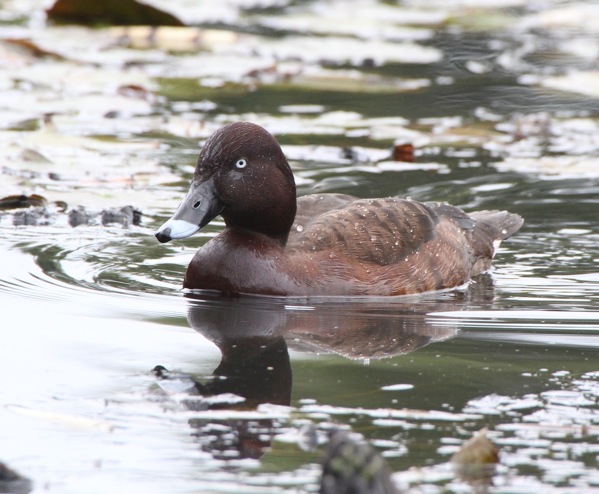 Hardhead - ML647823769