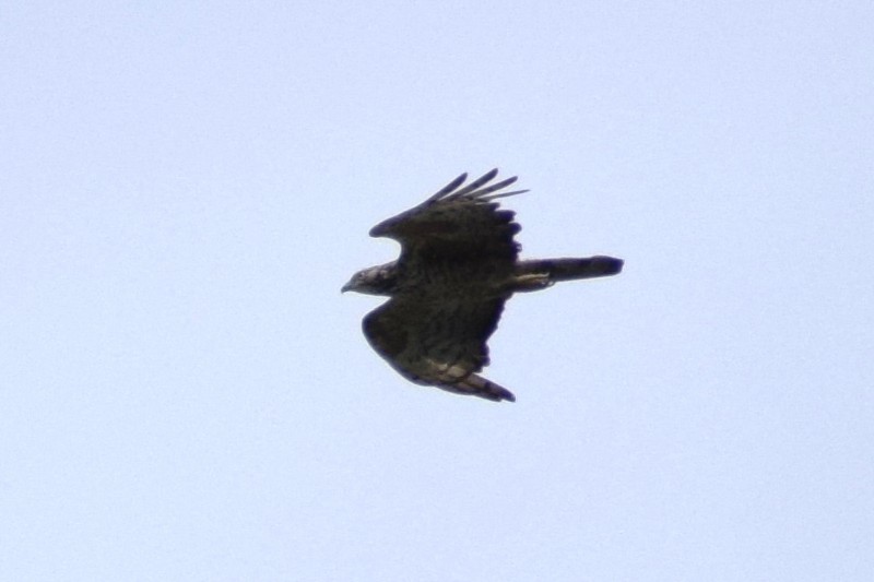 Oriental Honey-buzzard - ML647823794