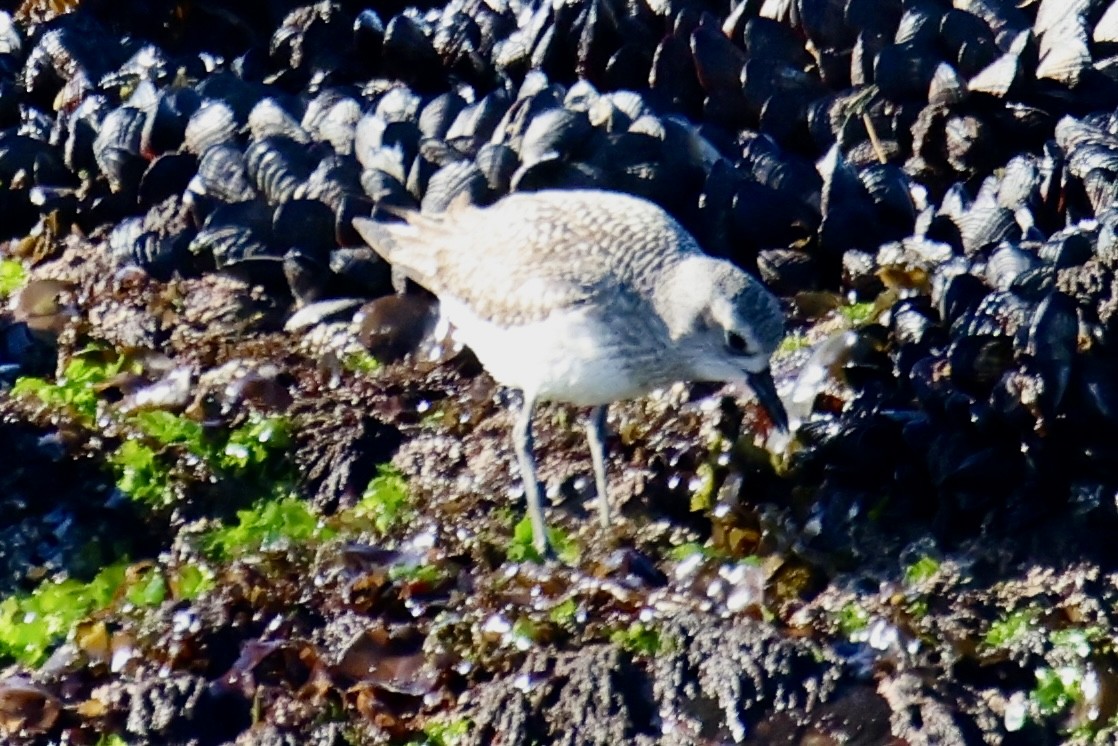 Chorlito Gris - ML647823816