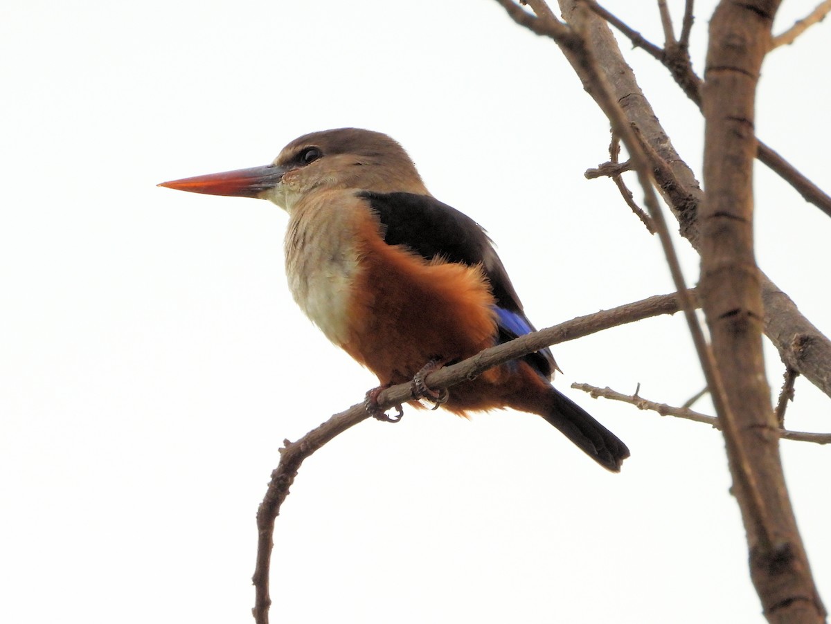 Gray-headed Kingfisher - ML647823827
