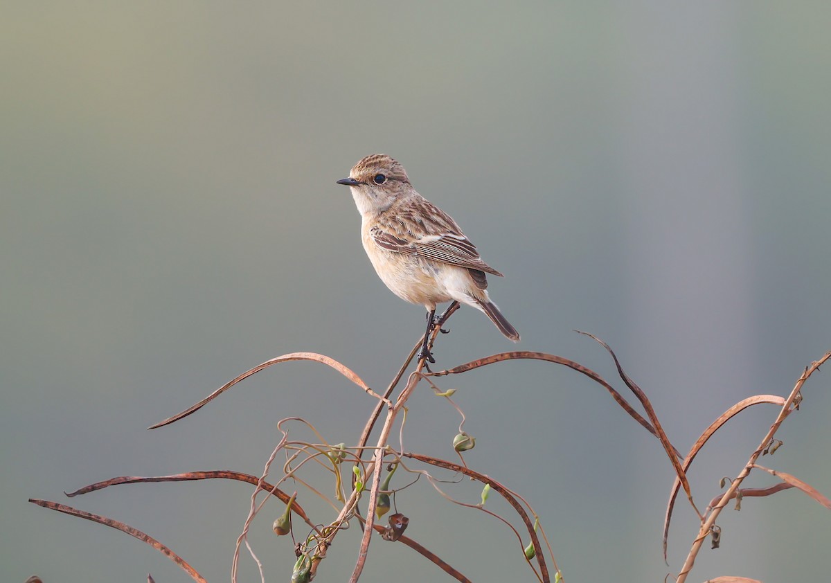 bramborníček sibiřský - ML647823828